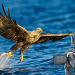 Sea_Eagle_in_the_wild._Grabbing_a_fish_from_the_ocean.